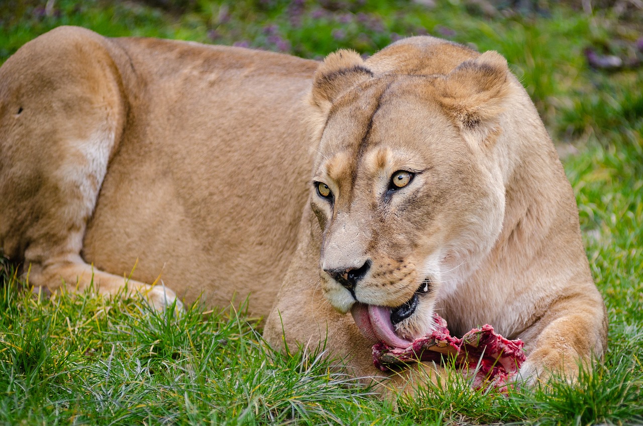a lion is eating a rodent in a grassy area