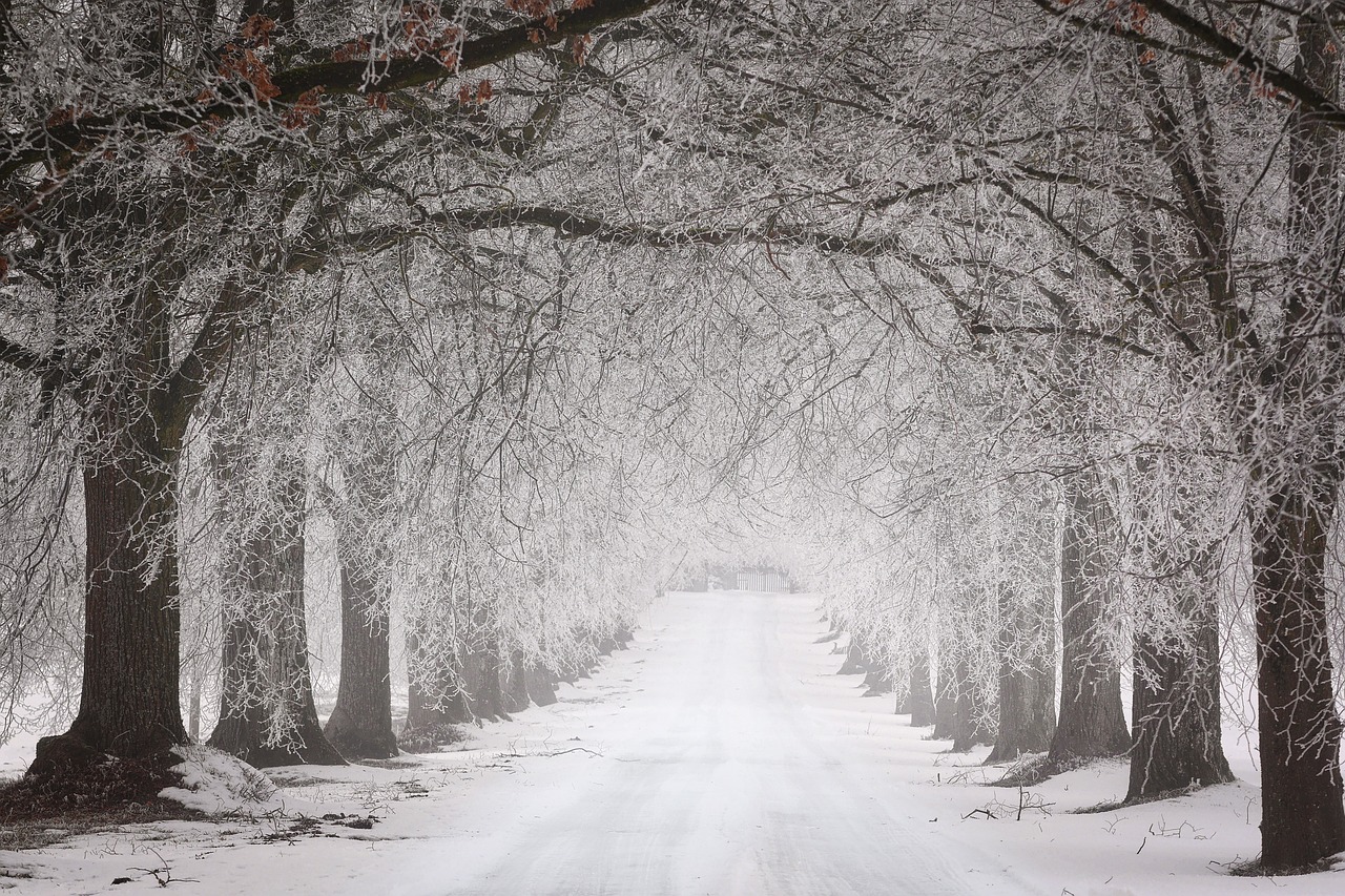 a road with trees lining it covered in snow