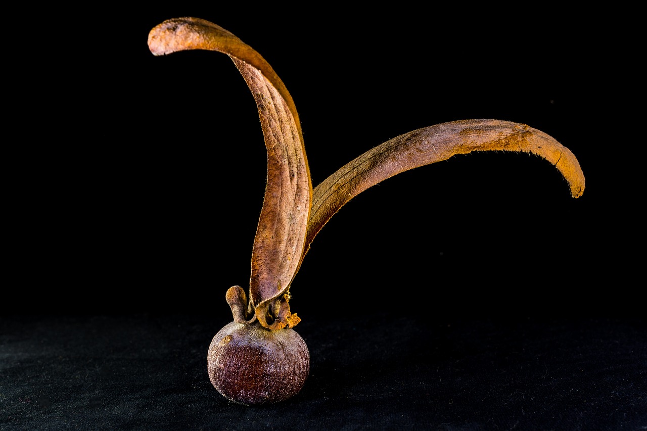 a small, wooden sculpture of two long pointed long pointed leaves and fruit