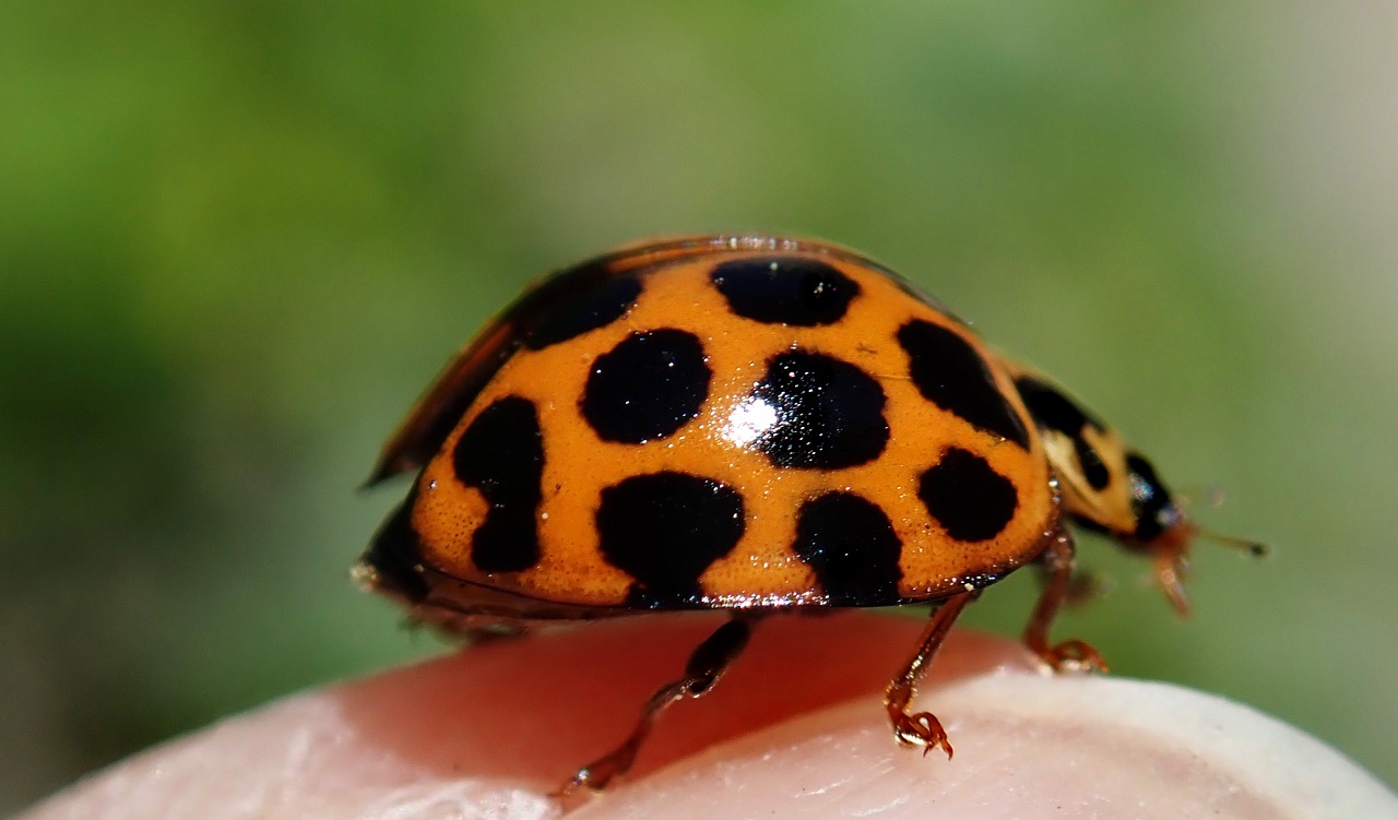 a bug with a black and orange pattern on its back sitting on top of a finger