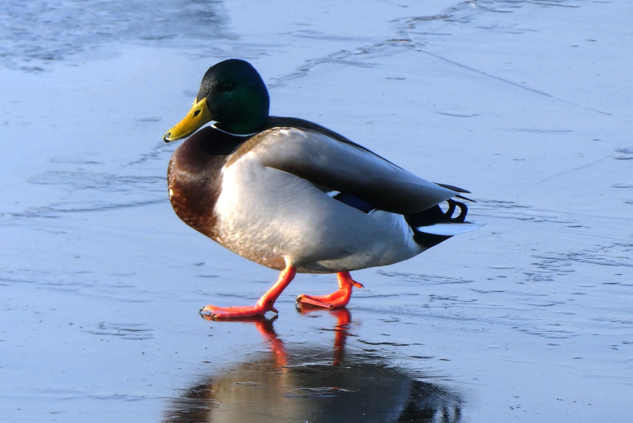 a duck standing on ice covered water and walking