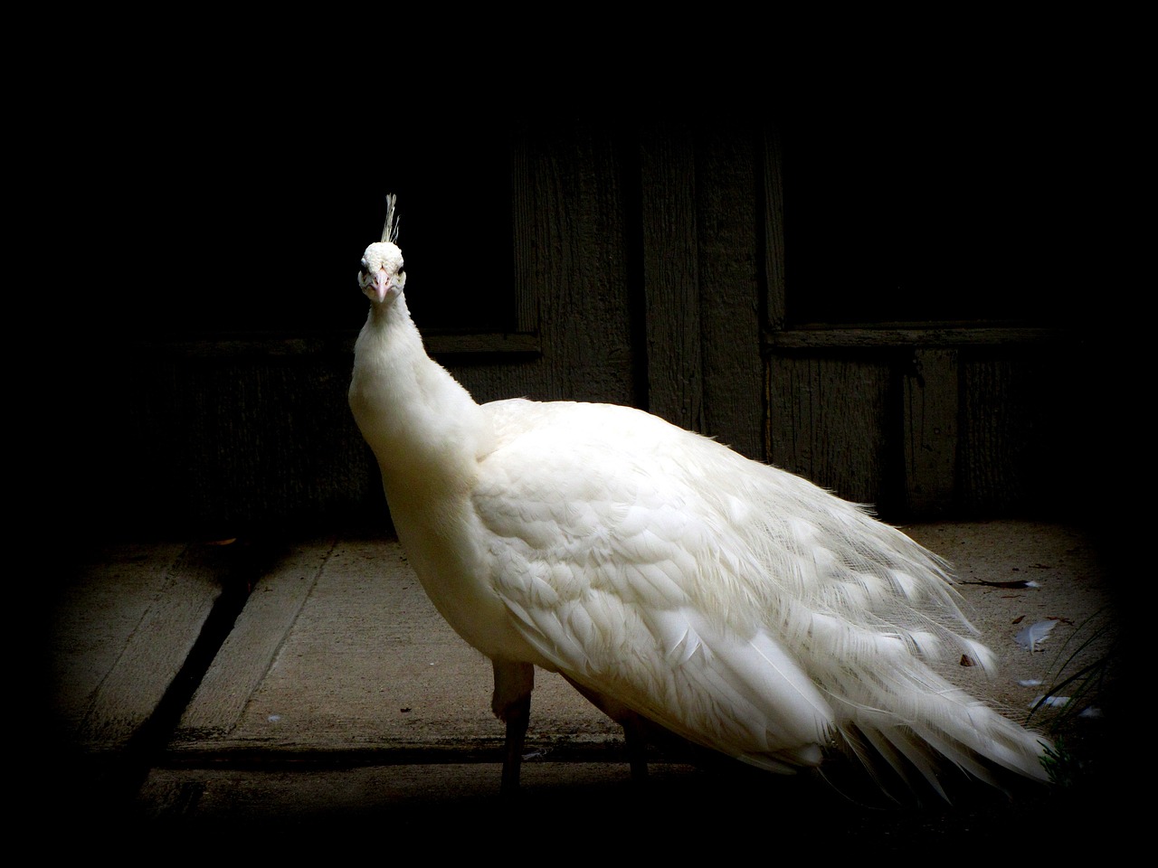 a close up of a bird with it's wings extended