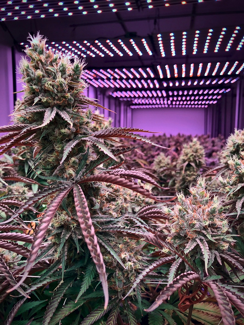 the buds of marijuana grow in a greenhouse