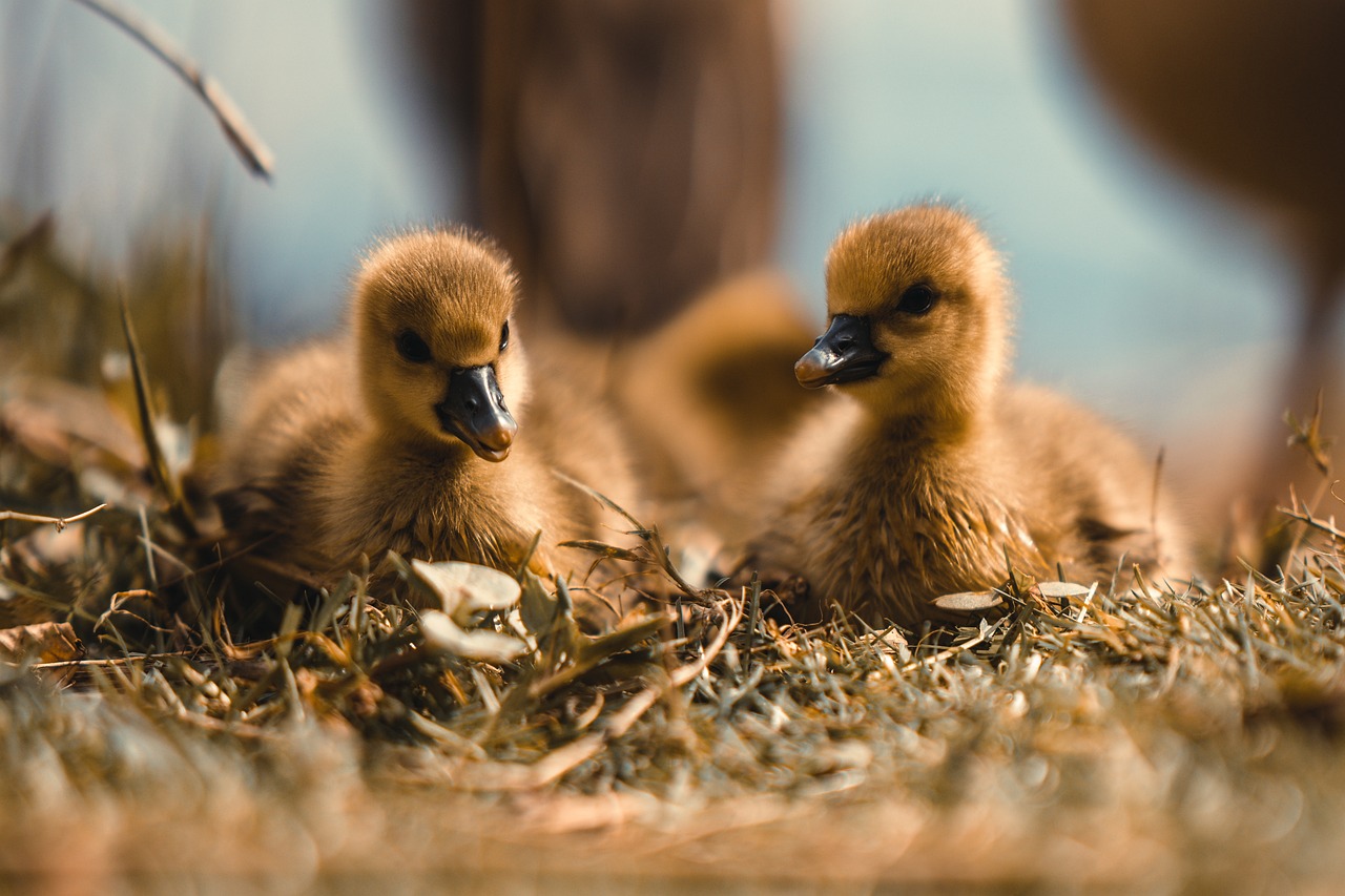 three baby birds sitting next to each other on the ground