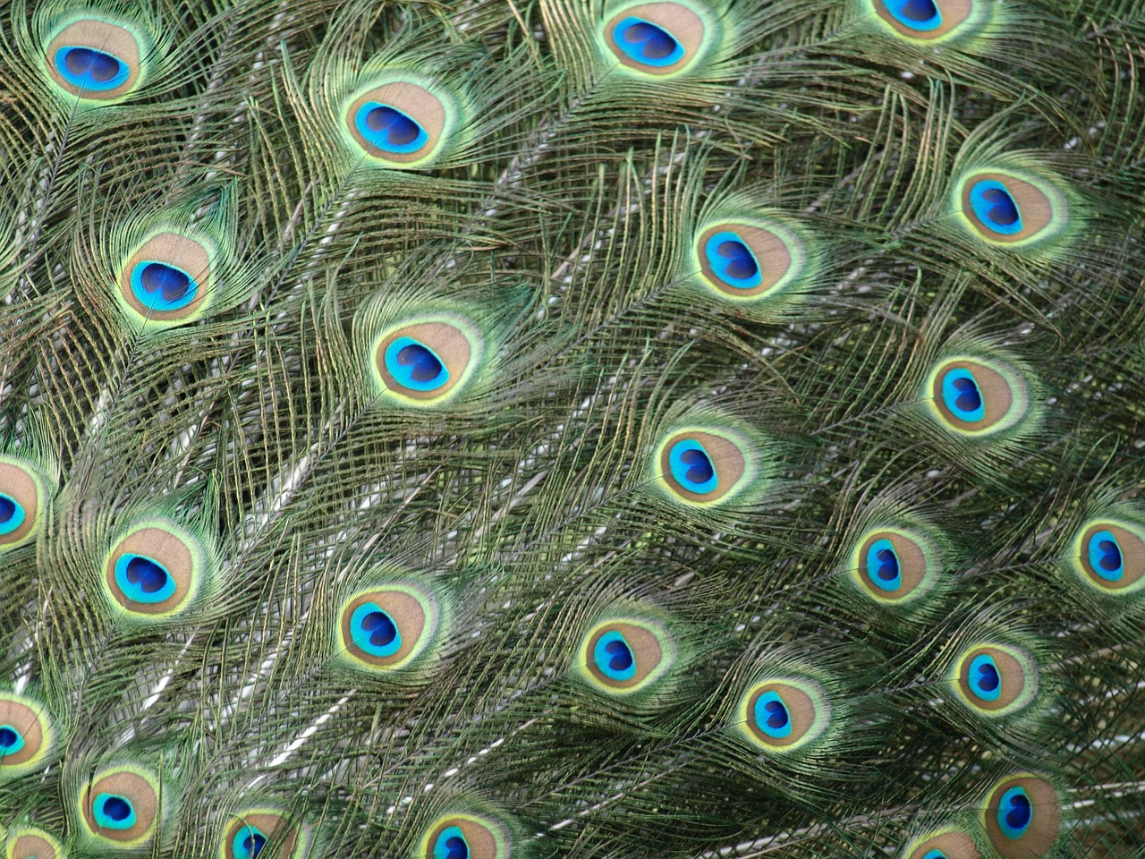 a large peacock's feathers showing all the colors