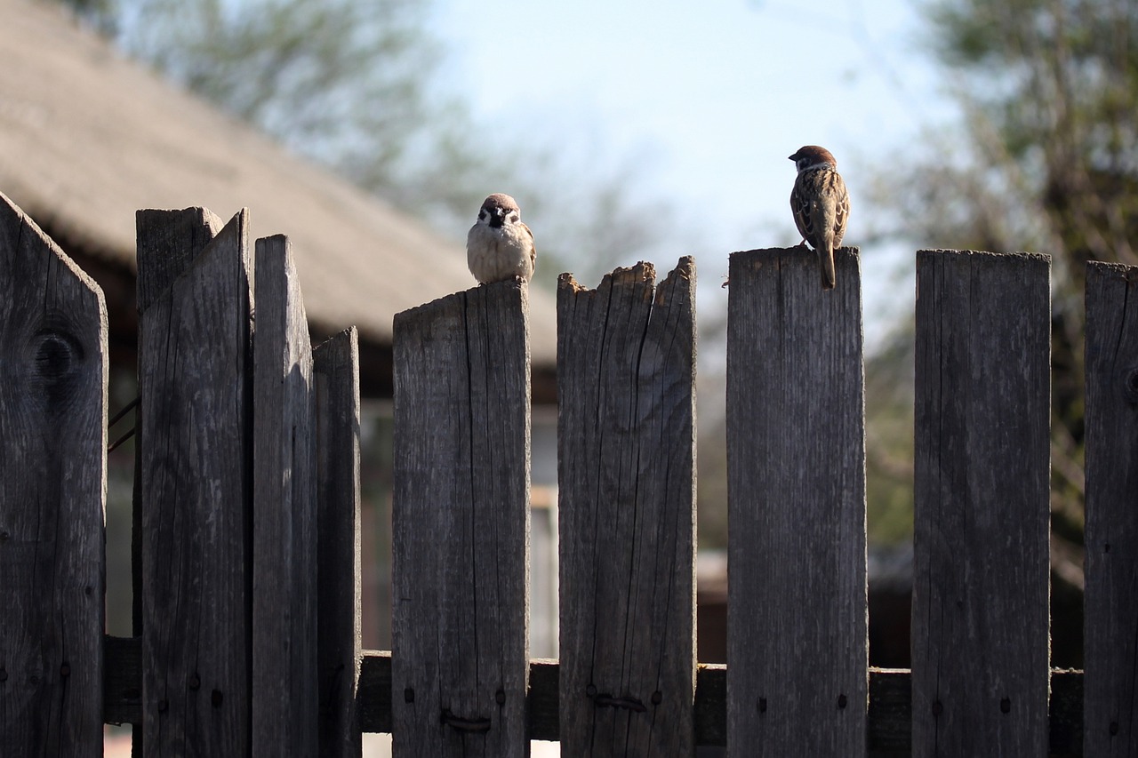 two birds sitting on the top of wooden fences