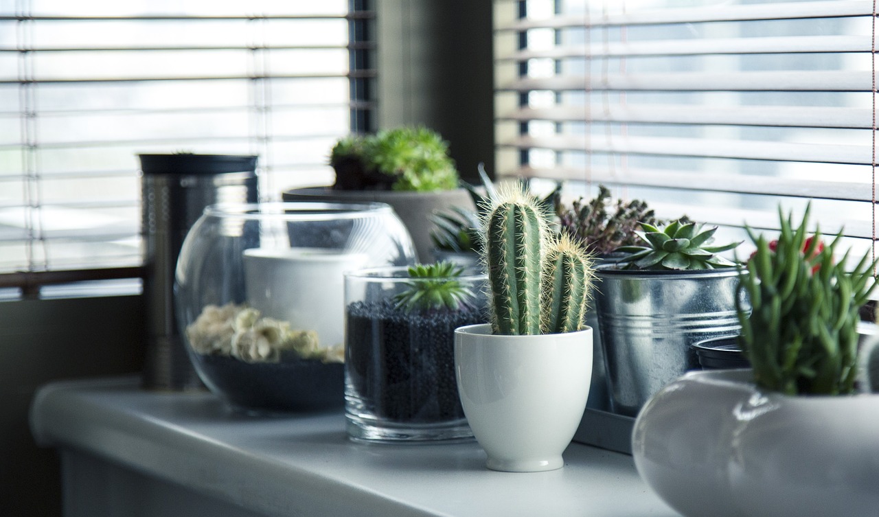 a window covered with different potted plants and cacti