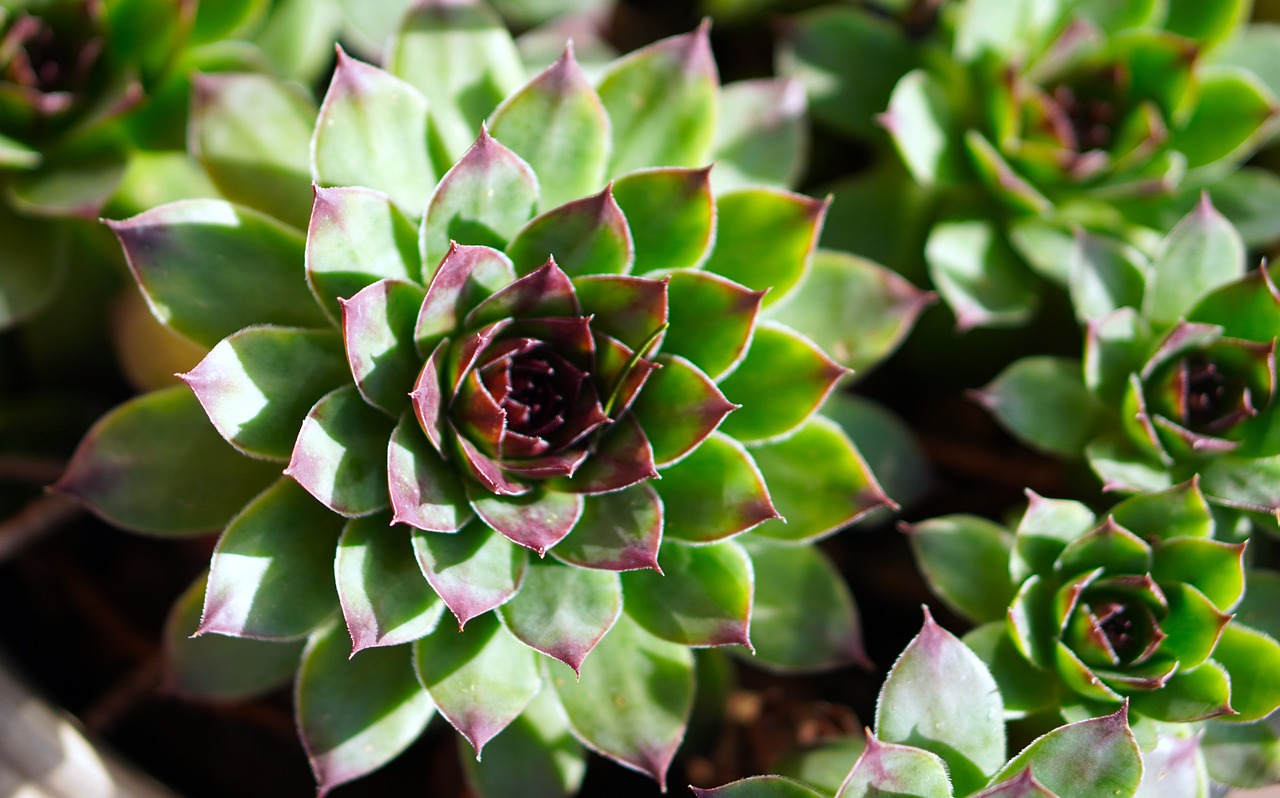 a close up view of a succulent that is very pretty