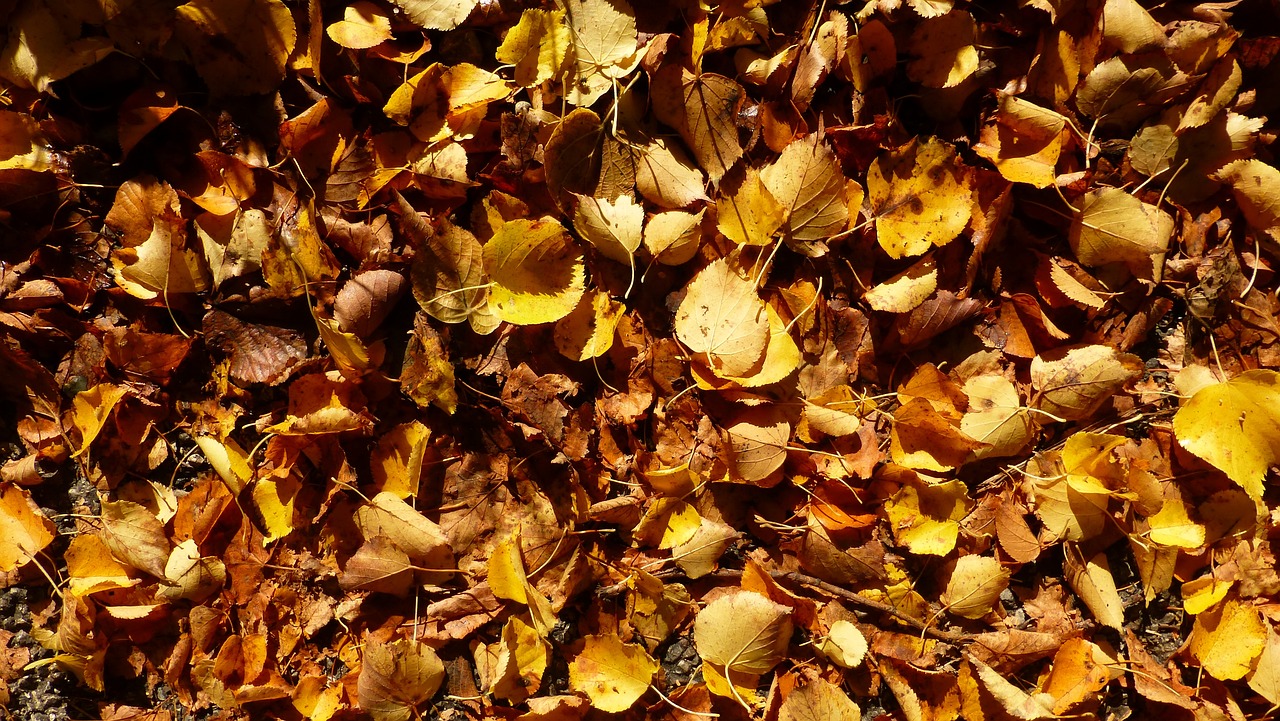 a close - up image of leaves on the ground