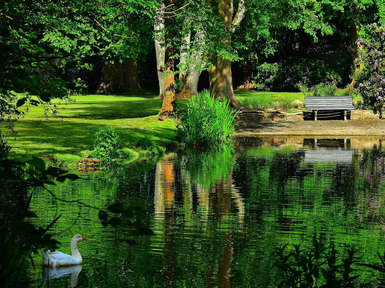 a beautiful pond with a large tree in the middle and a bench to the side