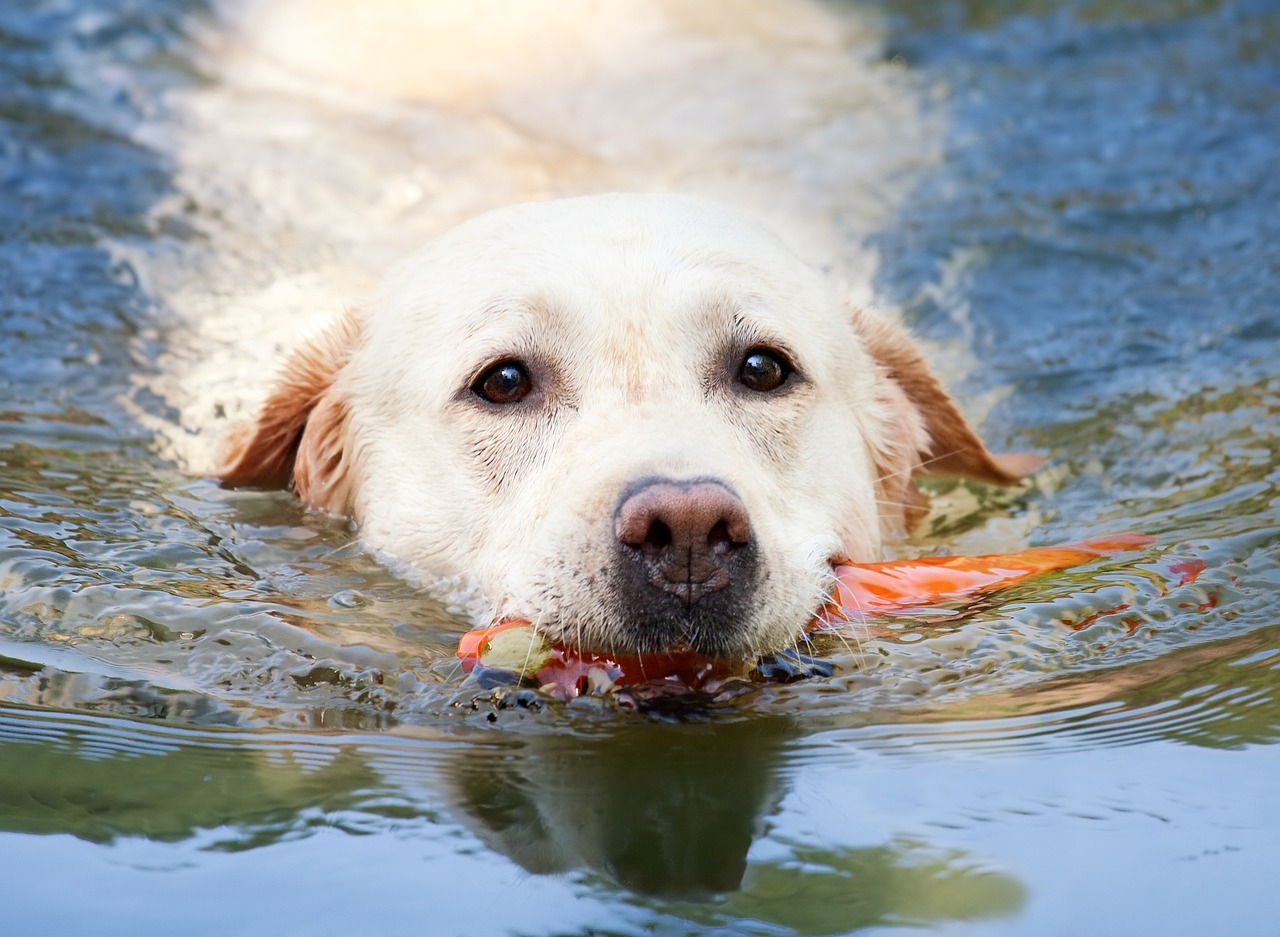 a yellow dog with it's head submerged in water