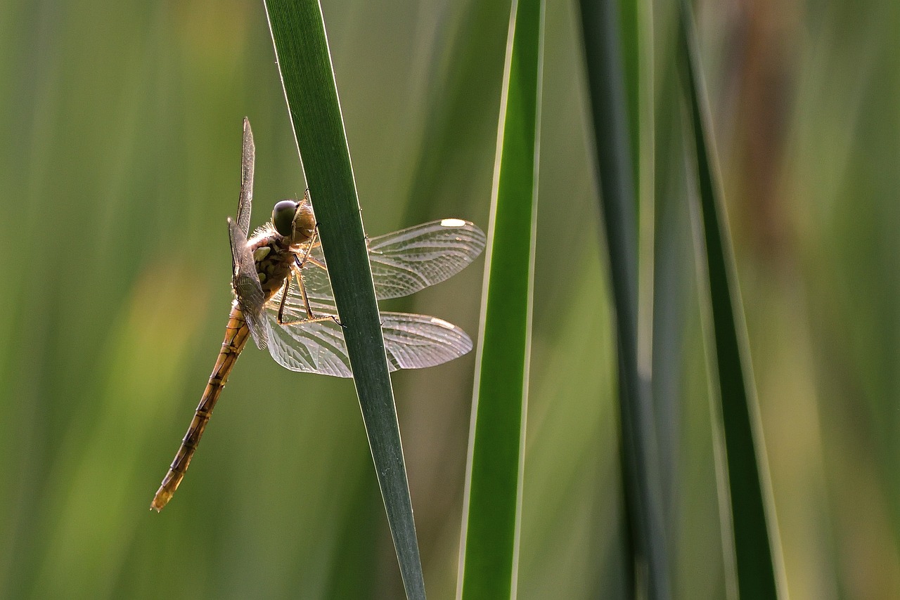 a dragon flys through some reedy green grass