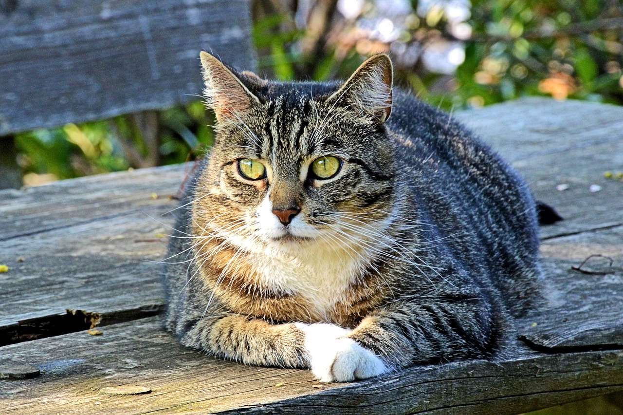 an adult grey and white cat sitting on top of a wooden bench