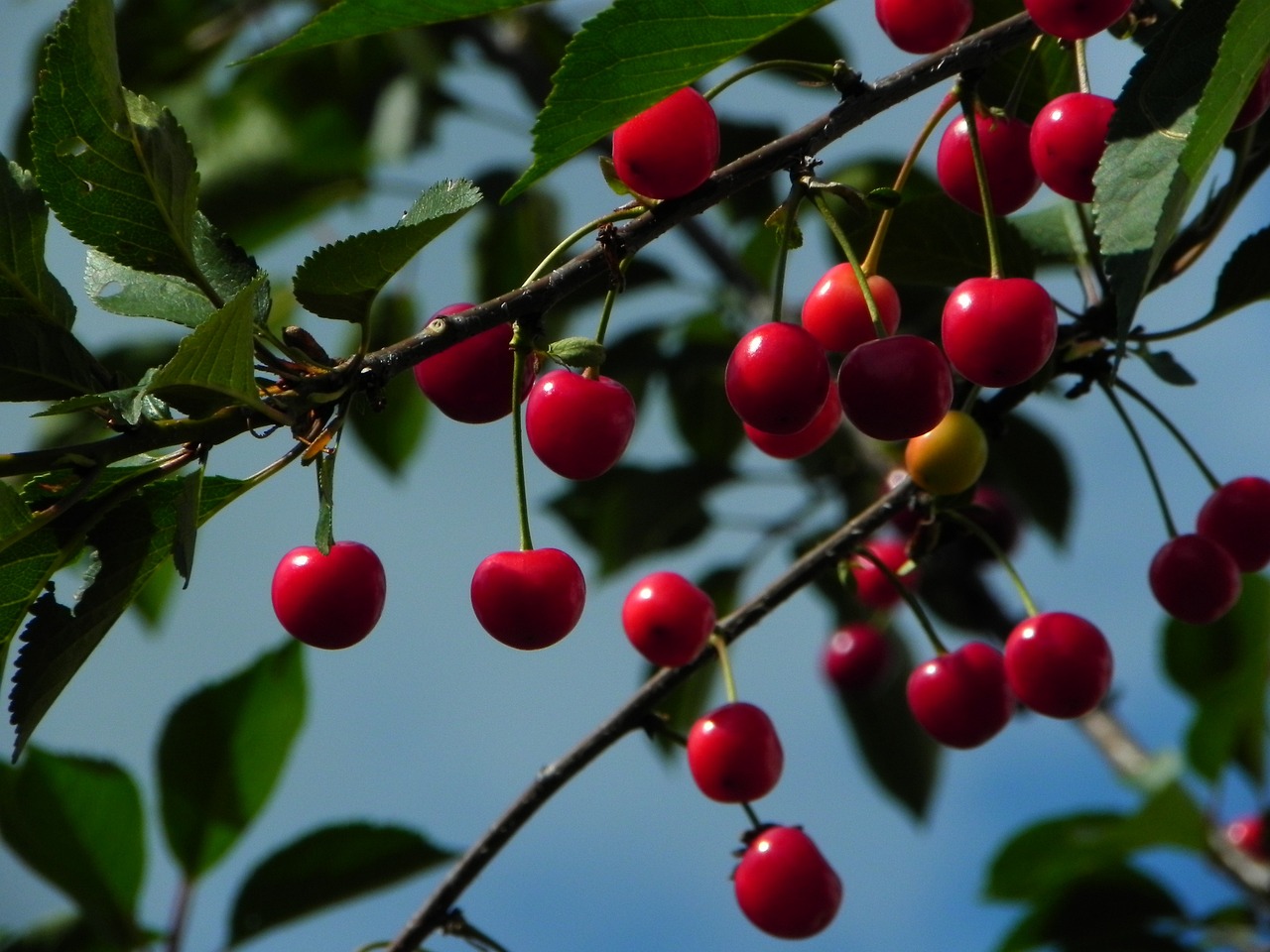 a closeup of berries hanging from a tree