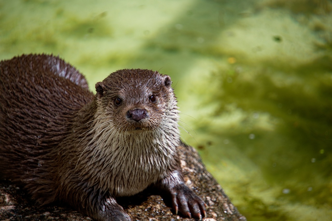 an otter looking intently at soing and posing for the camera