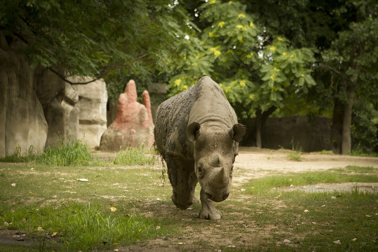 a rhinoceros walking away from his habitat in a zoo