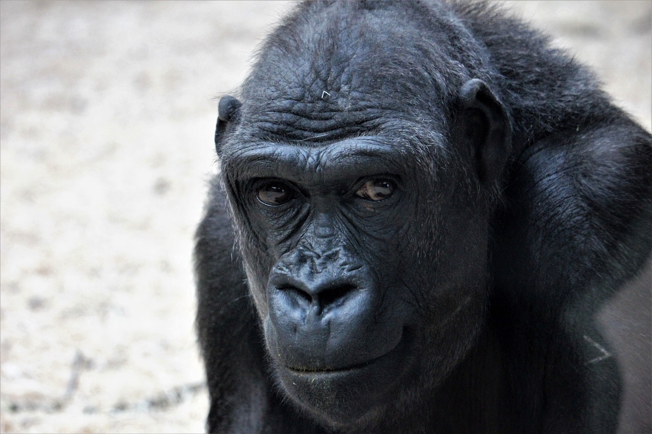 the face and neck of a gorilla looking at soing