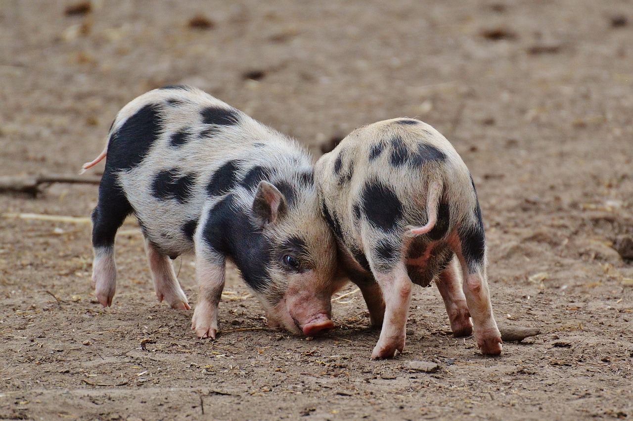 two small little pigs standing next to each other in the dirt