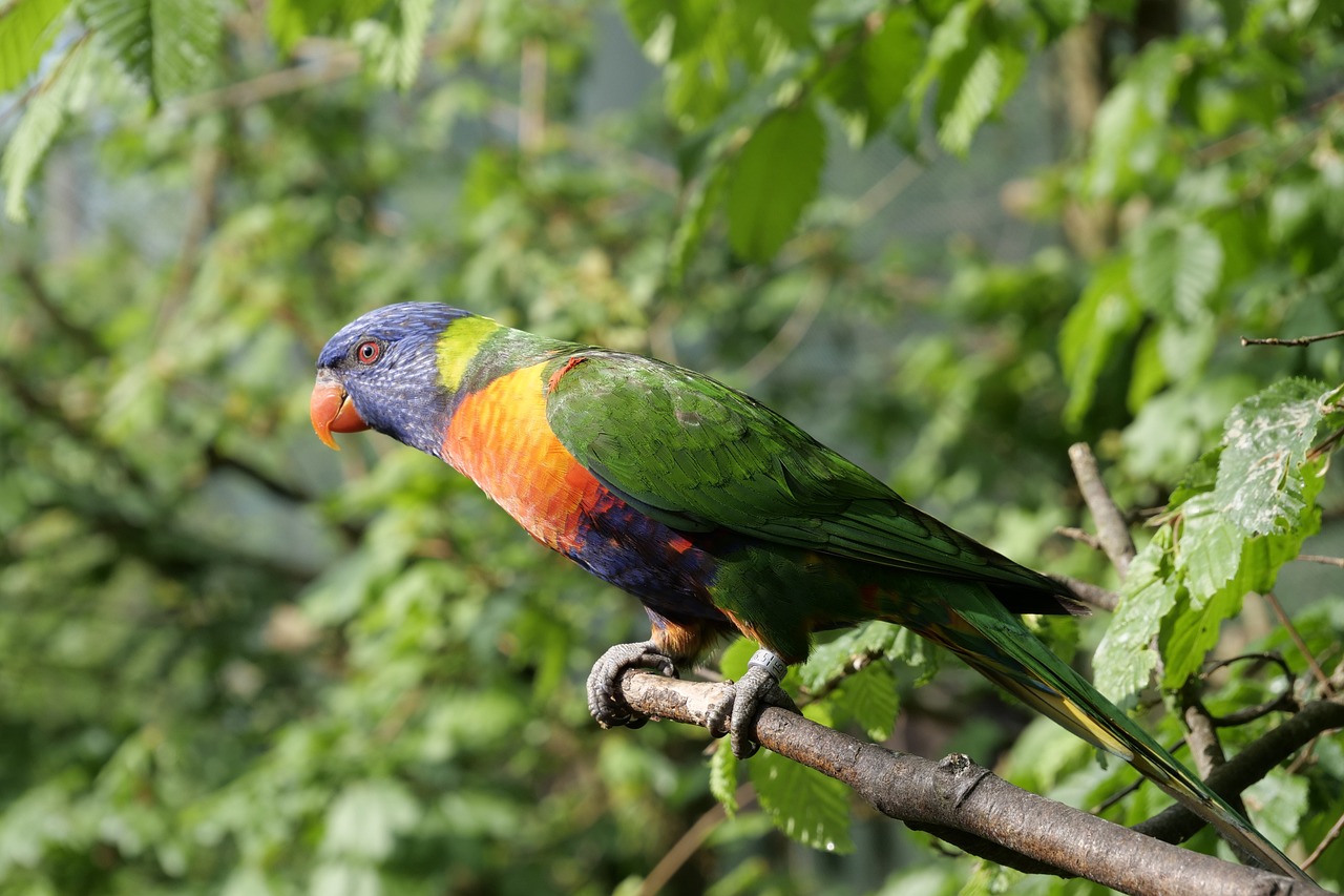 a colorful bird perched on a nch among leaves