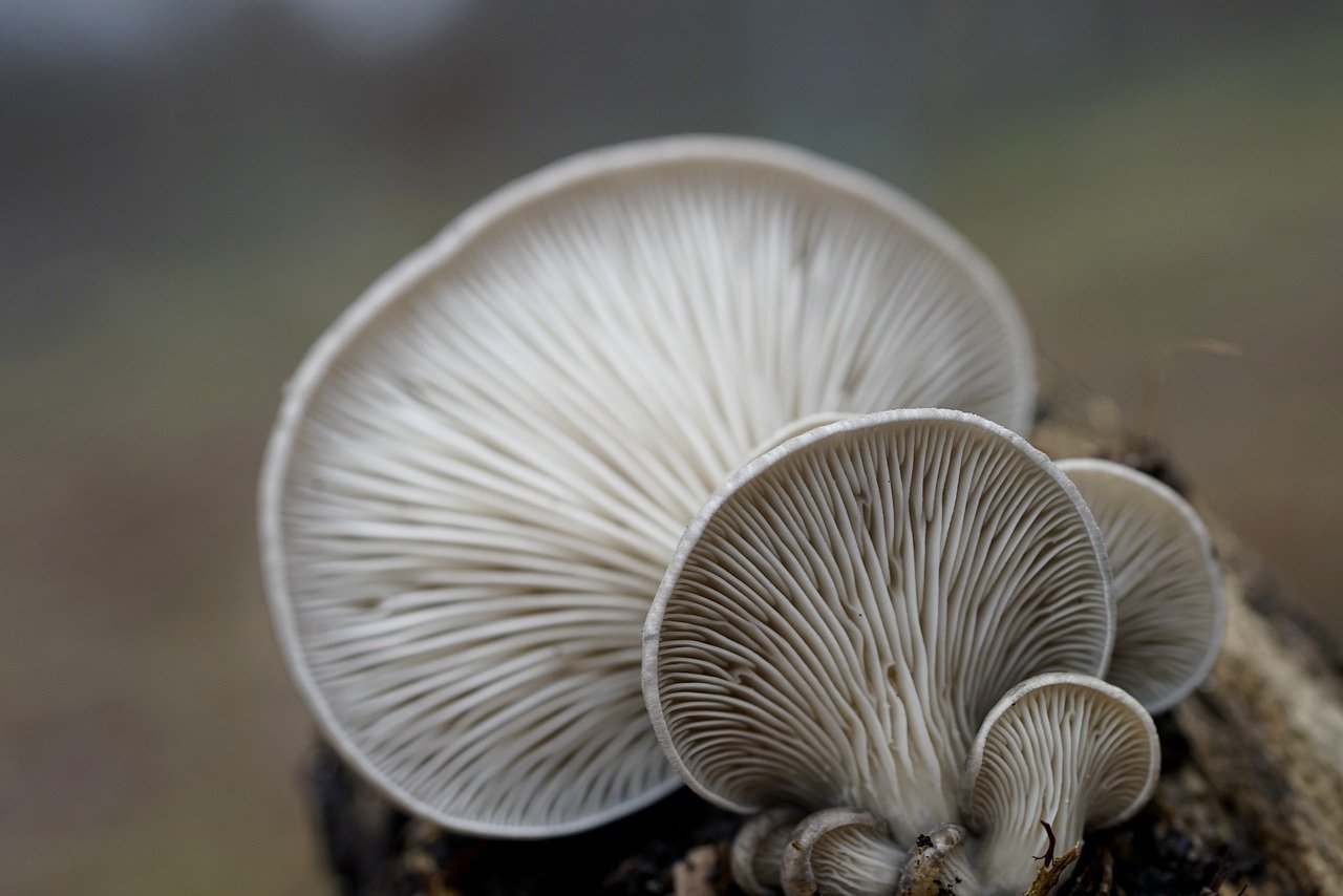 several small mushrooms growing out of a tree stump