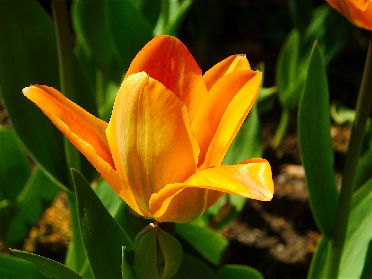 an orange tulip with two large flowers on its side