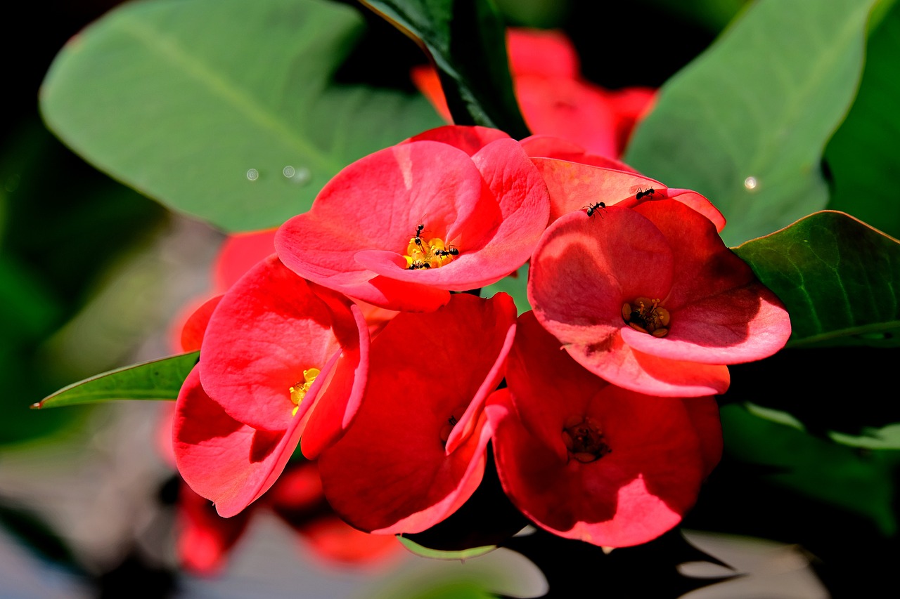 some red flowers with leaves around them