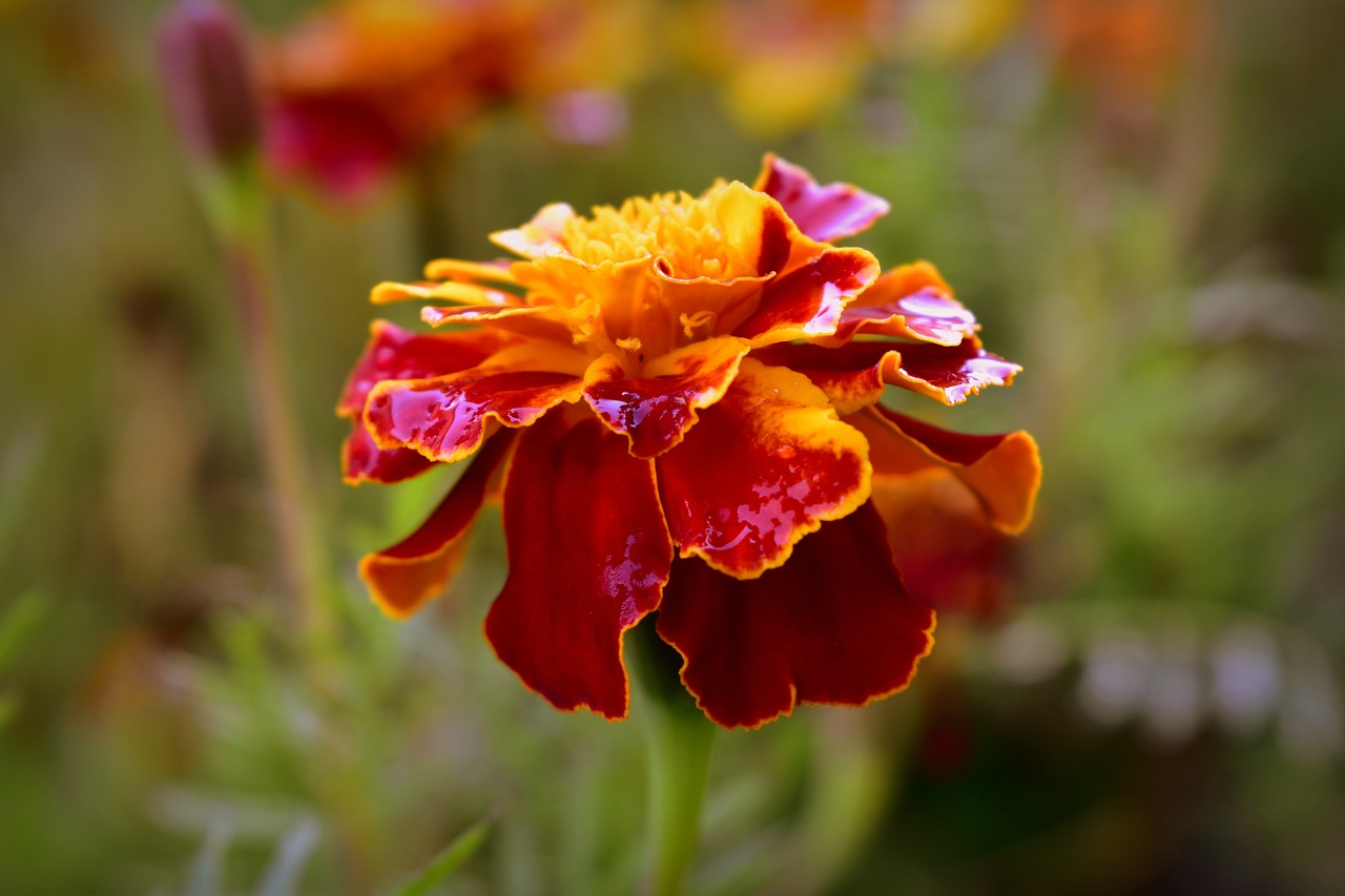 a large flower with water drops sitting on it