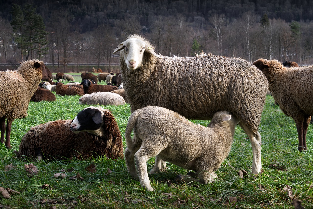 a group of sheep and lambs in a pasture with trees in the background