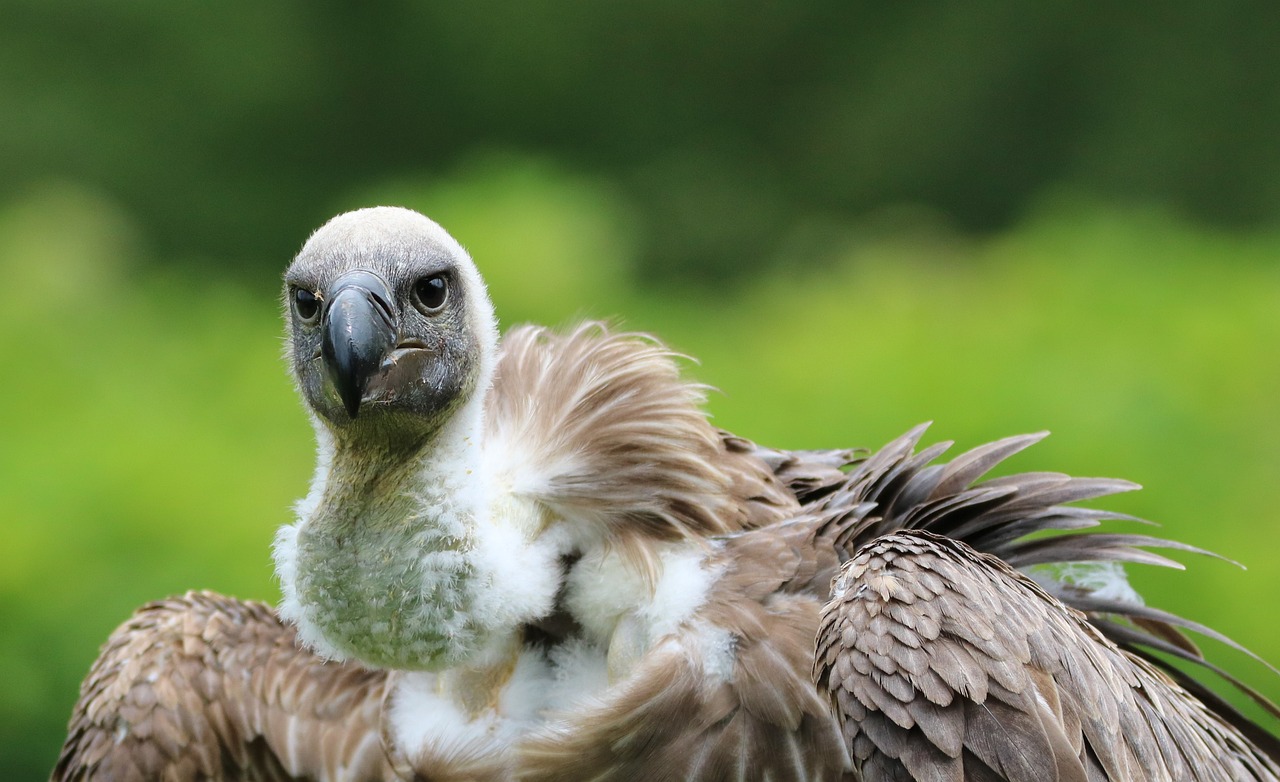 the vulture looks like it is carrying soing