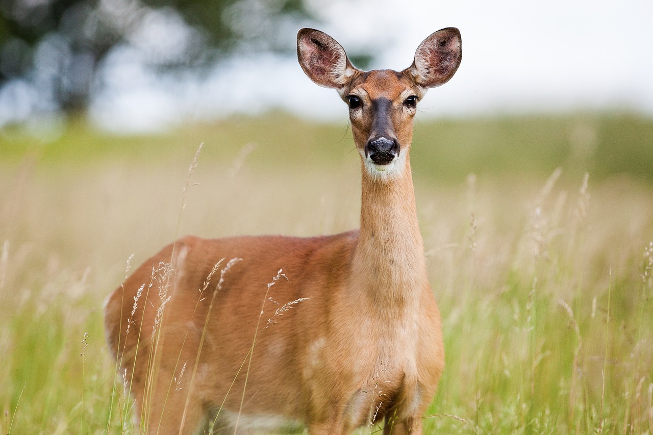 a white tailed deer looking forward in a field