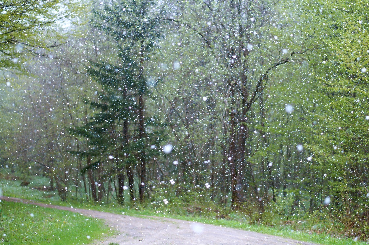 a path in the woods is covered with snow