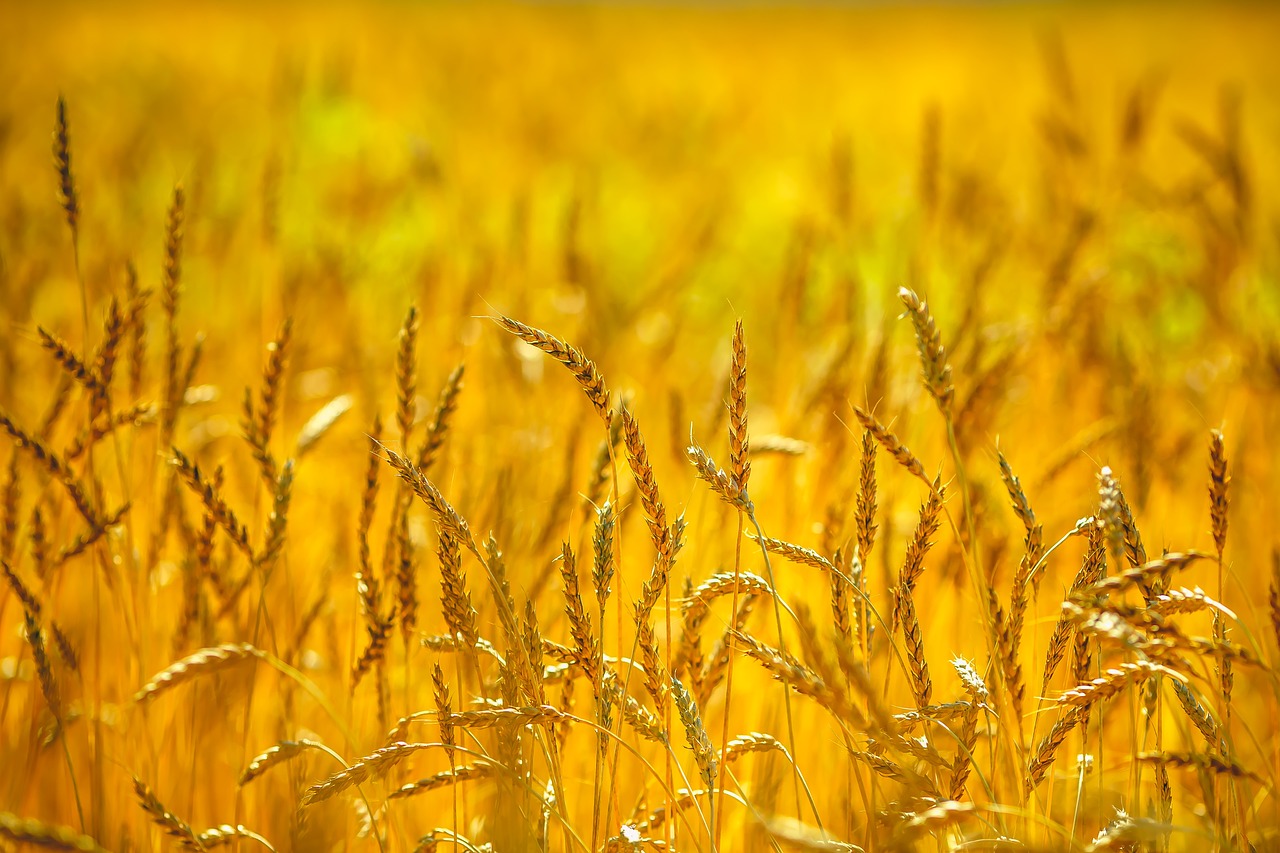 a large field with many ripe grass growing