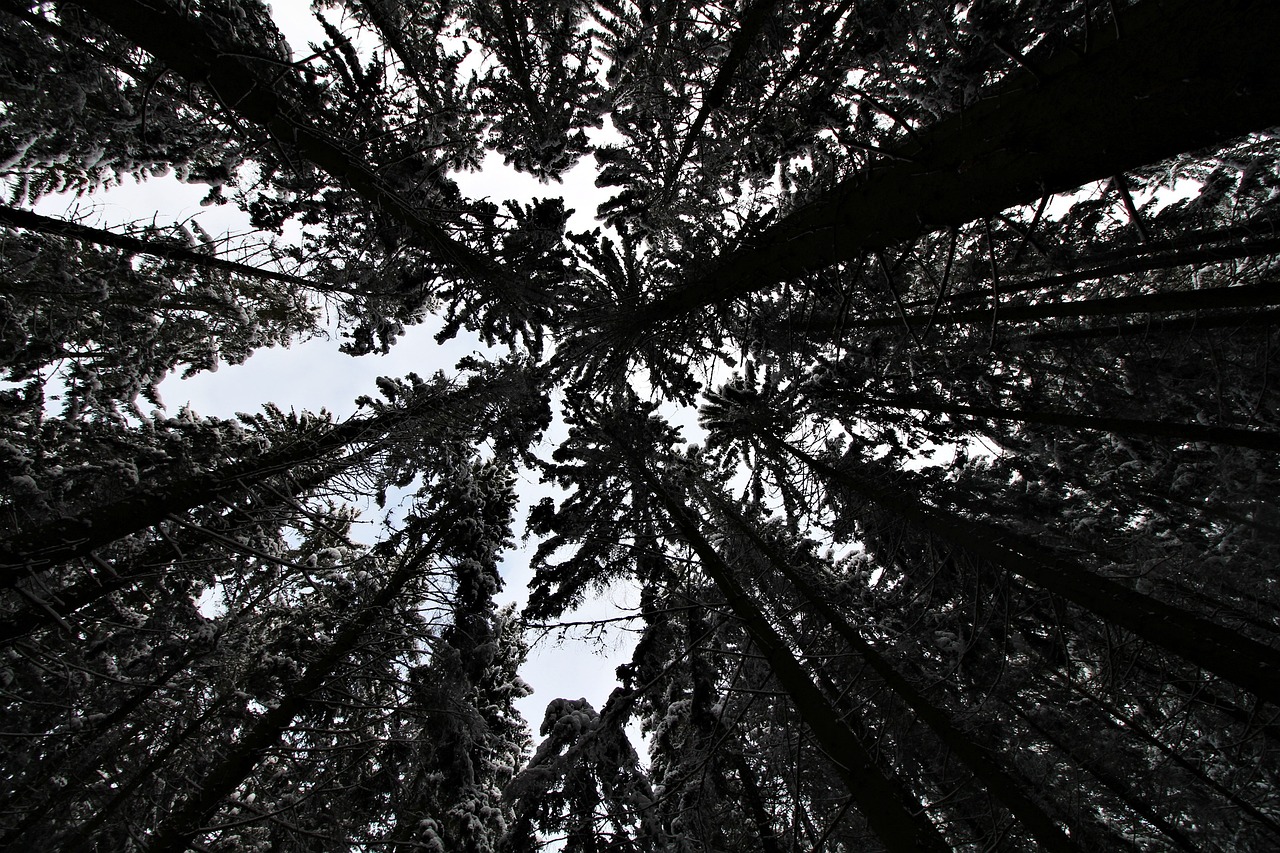an upward s of tall trees and pine cones in the sky