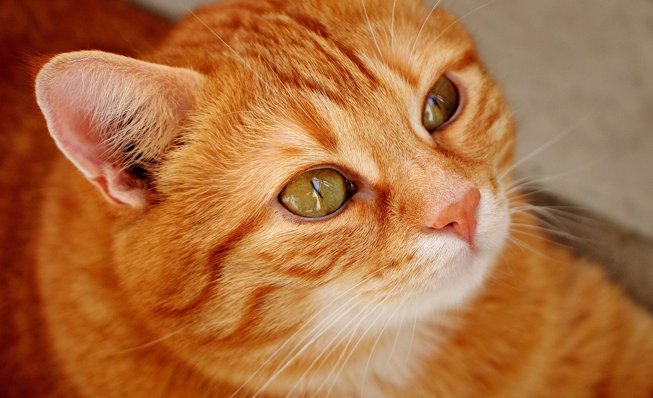 an orange cat with eyes wide open sitting