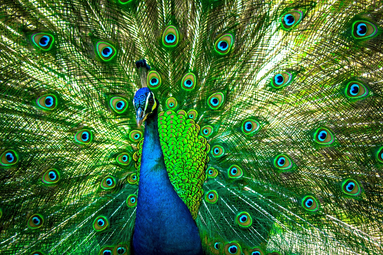 peacock feathers with bright green tail, head and tail feathers are spread