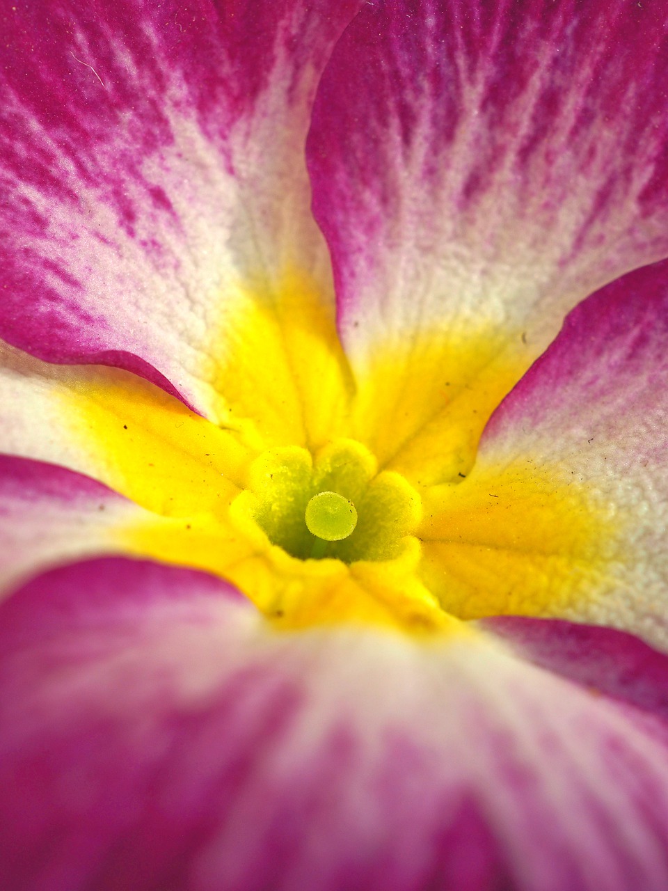 a purple and yellow flower with white stripes