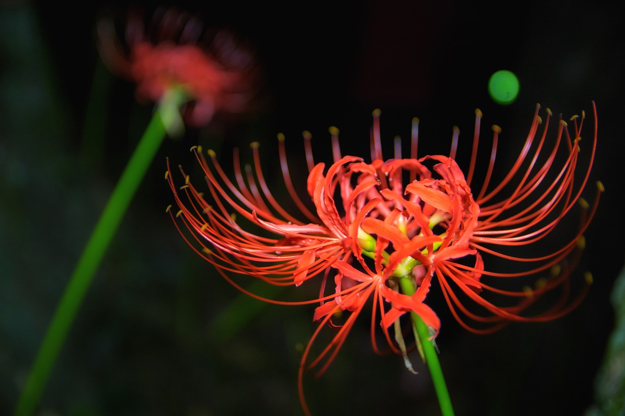 a bright orange flower with green stems in the dark