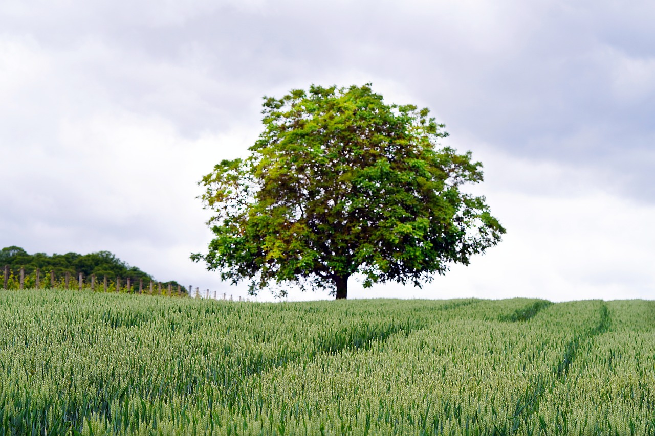 lone tree standing in a grassy field with cloudy skies