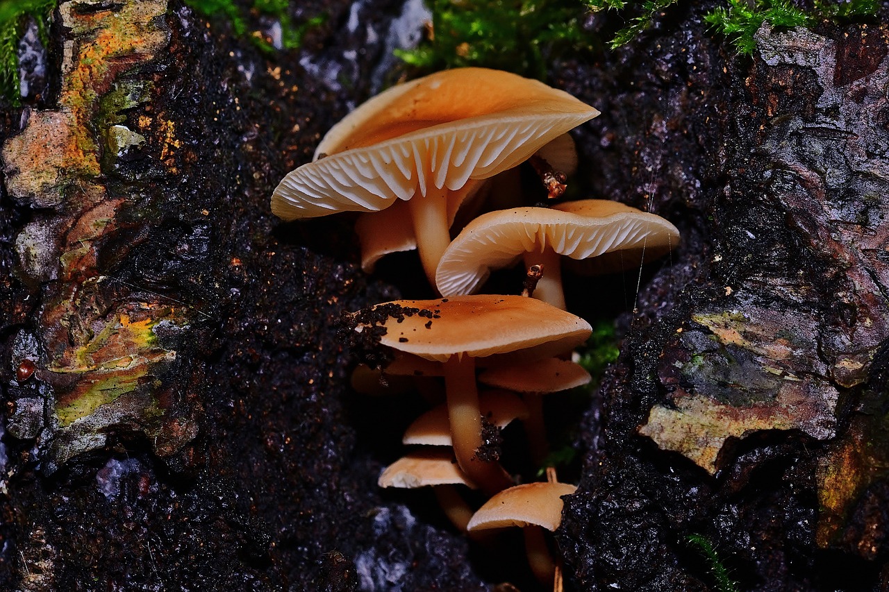 a group of mushrooms sitting on top of a forest floor