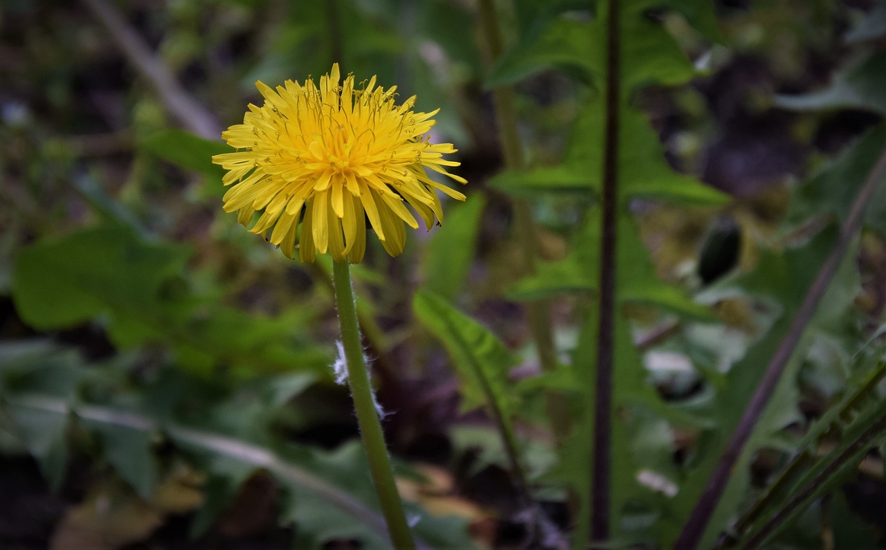 a dandelion flower stands tall against the background of green foliage