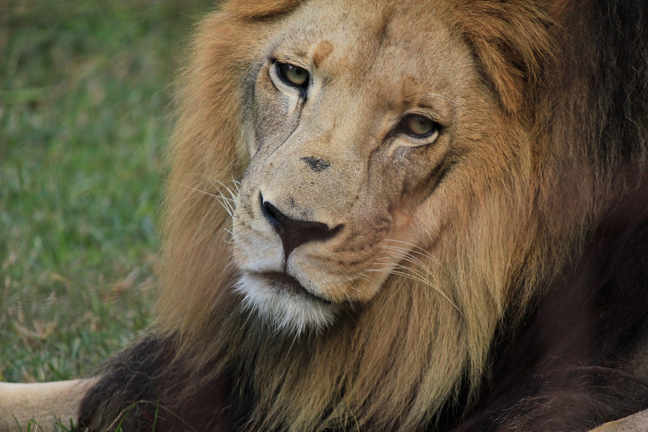 a lion laying down on some grass with its eyes open