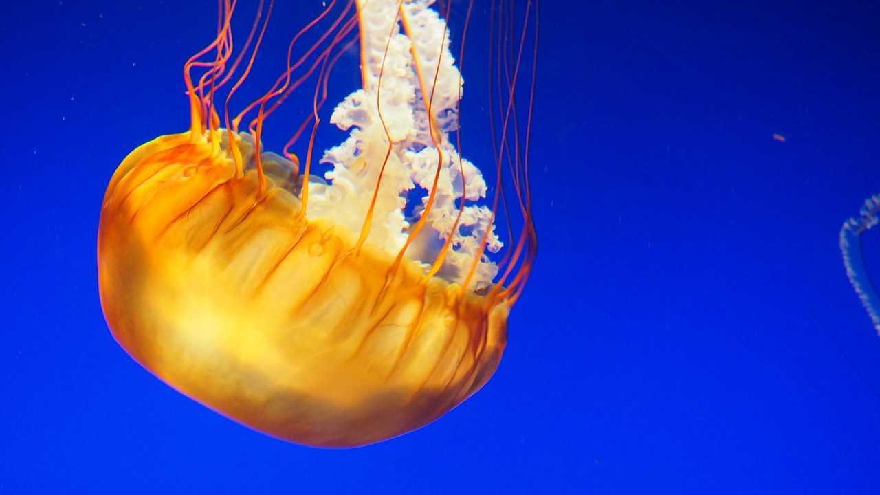 the white and orange jellyfish floats high in the air