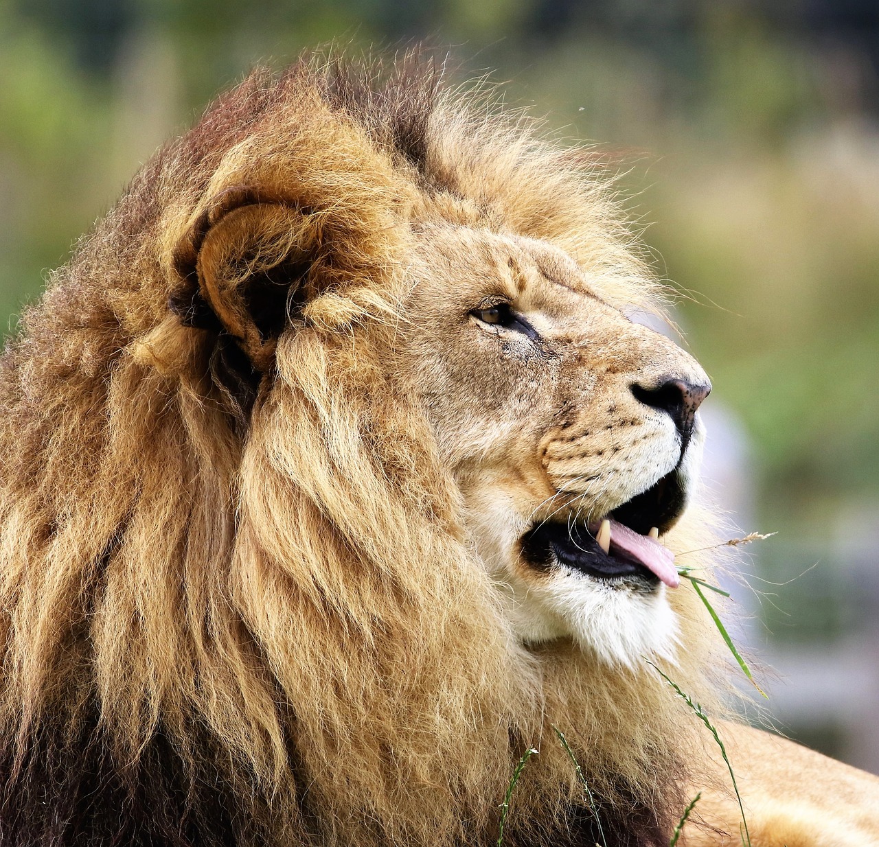 the lion with a long mane is eating grass