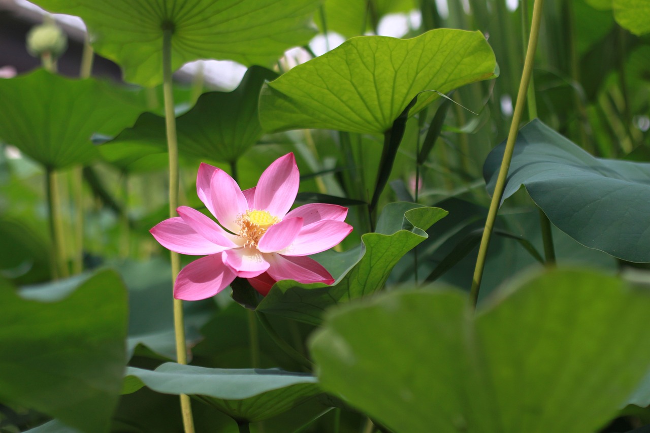 a large flower is surrounded by green foliage