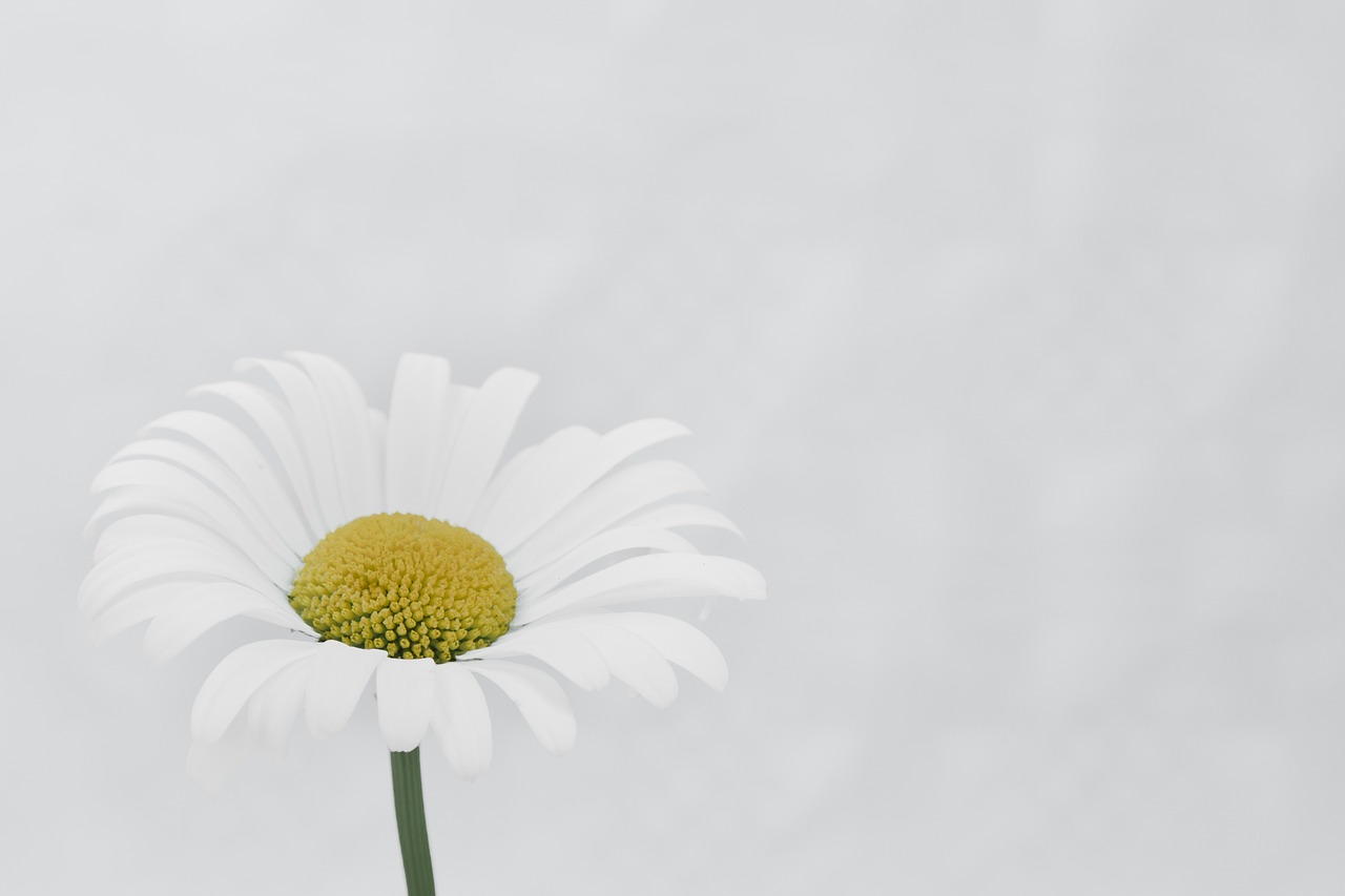 a single white daisy in a vase