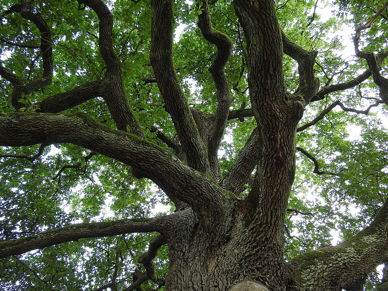 an image of there is a statue in front of the tree