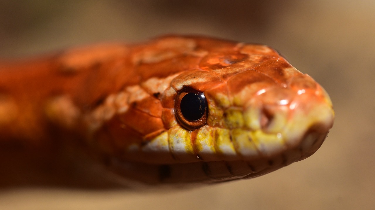 a closeup view of an orange snake's head