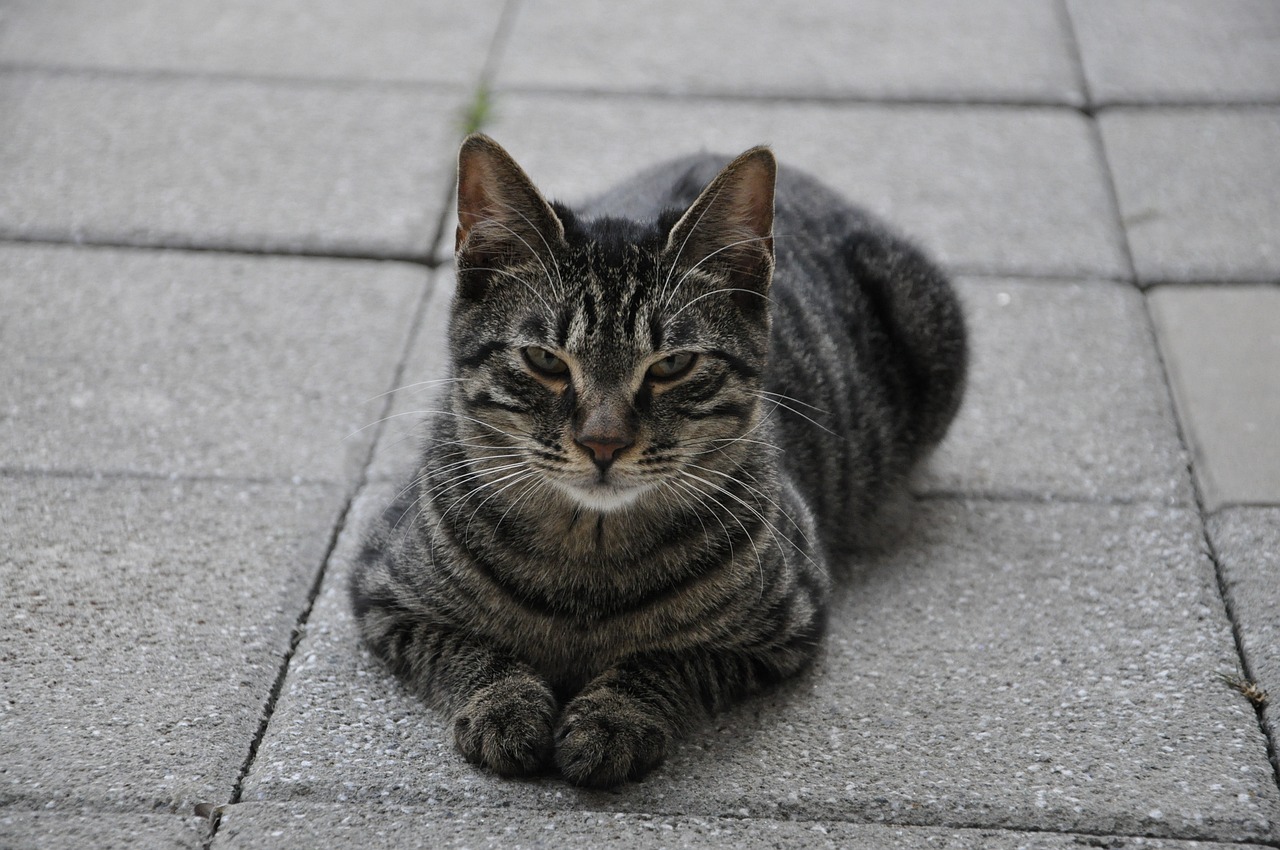 cat laying on the pavement and looking at the camera