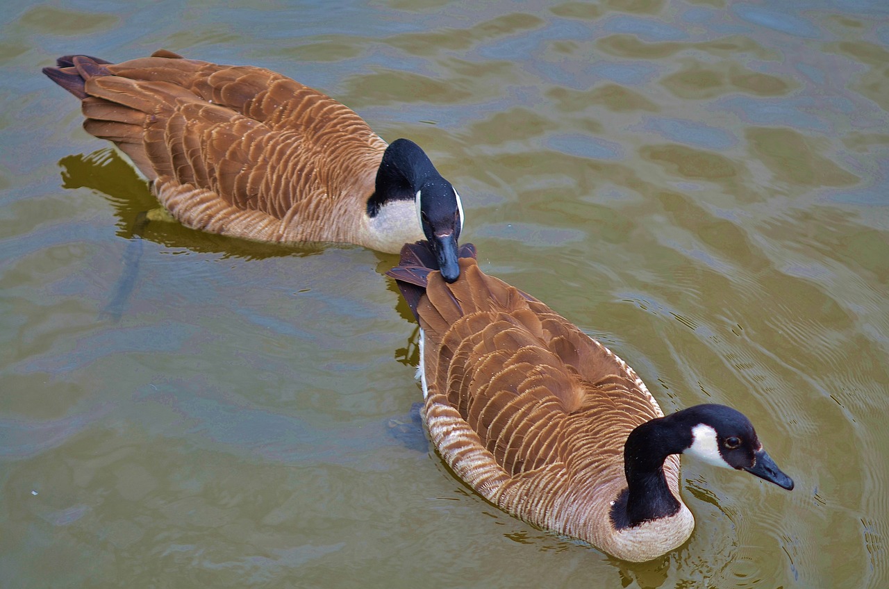 two geese swim in the water together