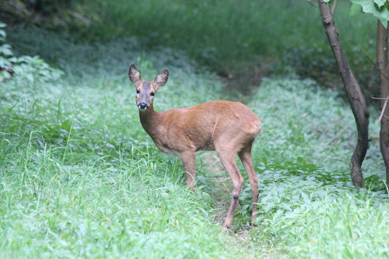 a little deer standing in the middle of a forest